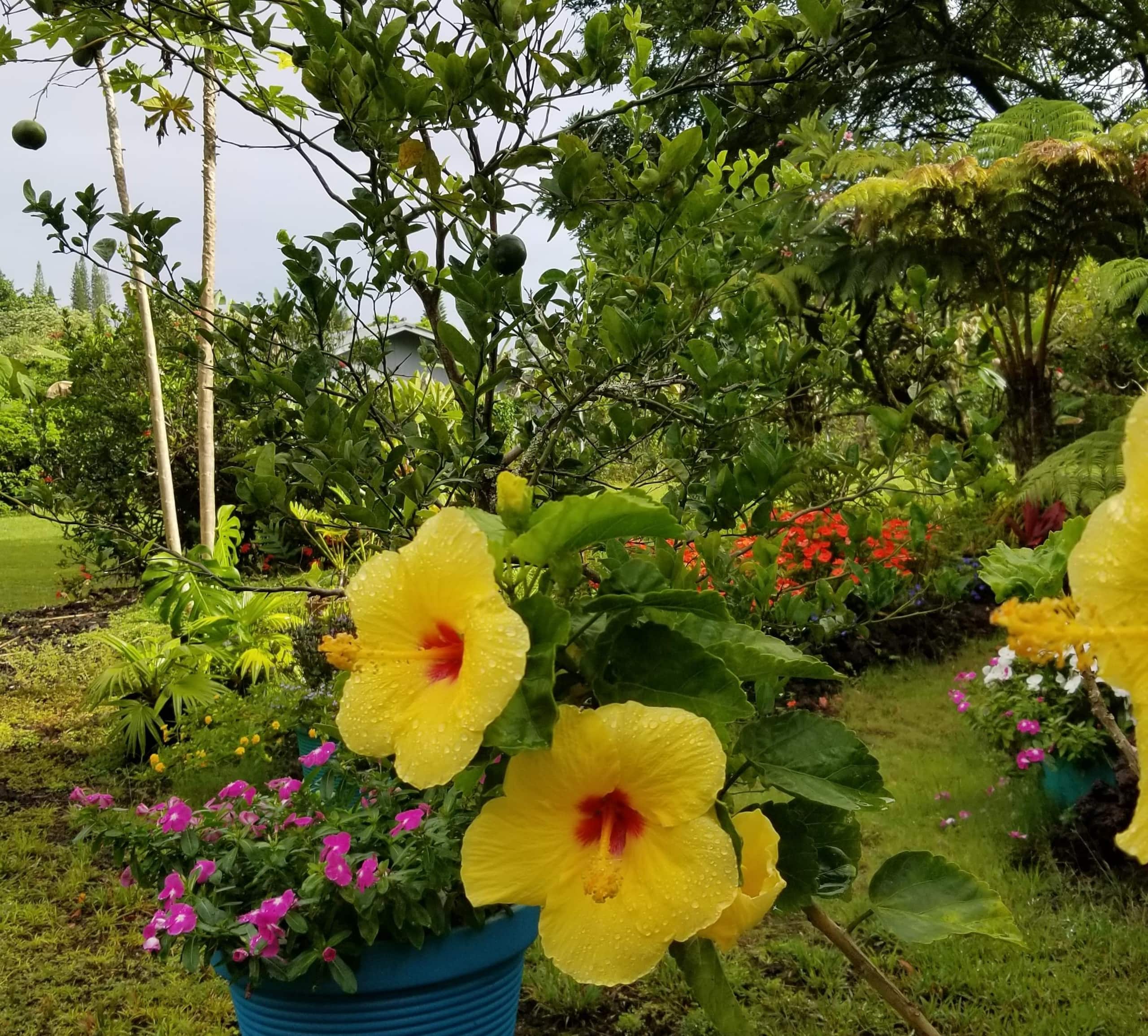 Home in Pahoa · ★4.96 · 2 bedrooms · 2 beds · 1 private bath - Image 17
