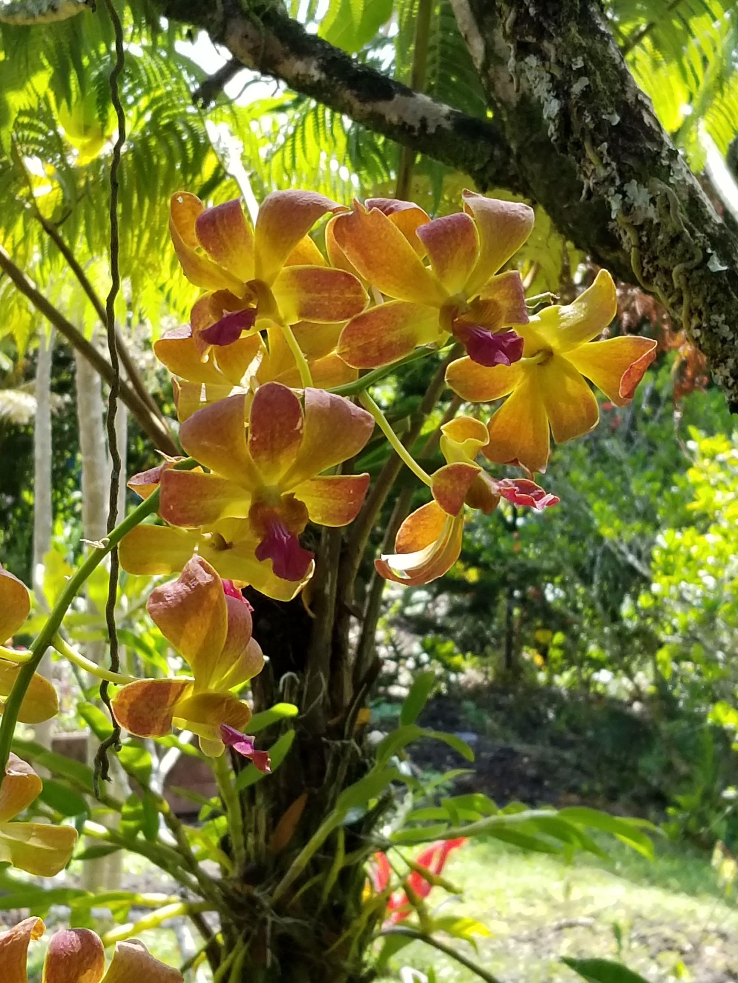 Home in Pahoa · ★4.96 · 2 bedrooms · 2 beds · 1 private bath - Image 29