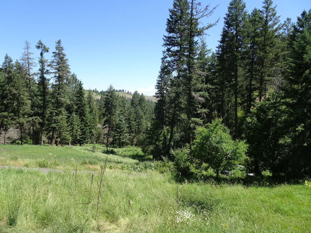 A lush, green landscape is surrounded by tall trees under a clear blue sky. Grassy fields intermingle with patches of wildflowers, creating a natural setting. The scene conveys a sense of tranquility, with sparse underbrush visible among the trees.