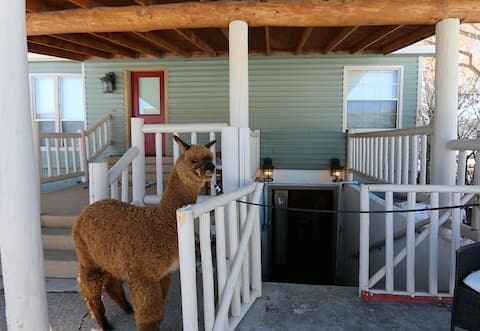 Alpaca Paradise! A Night With The Alpacas/low fees