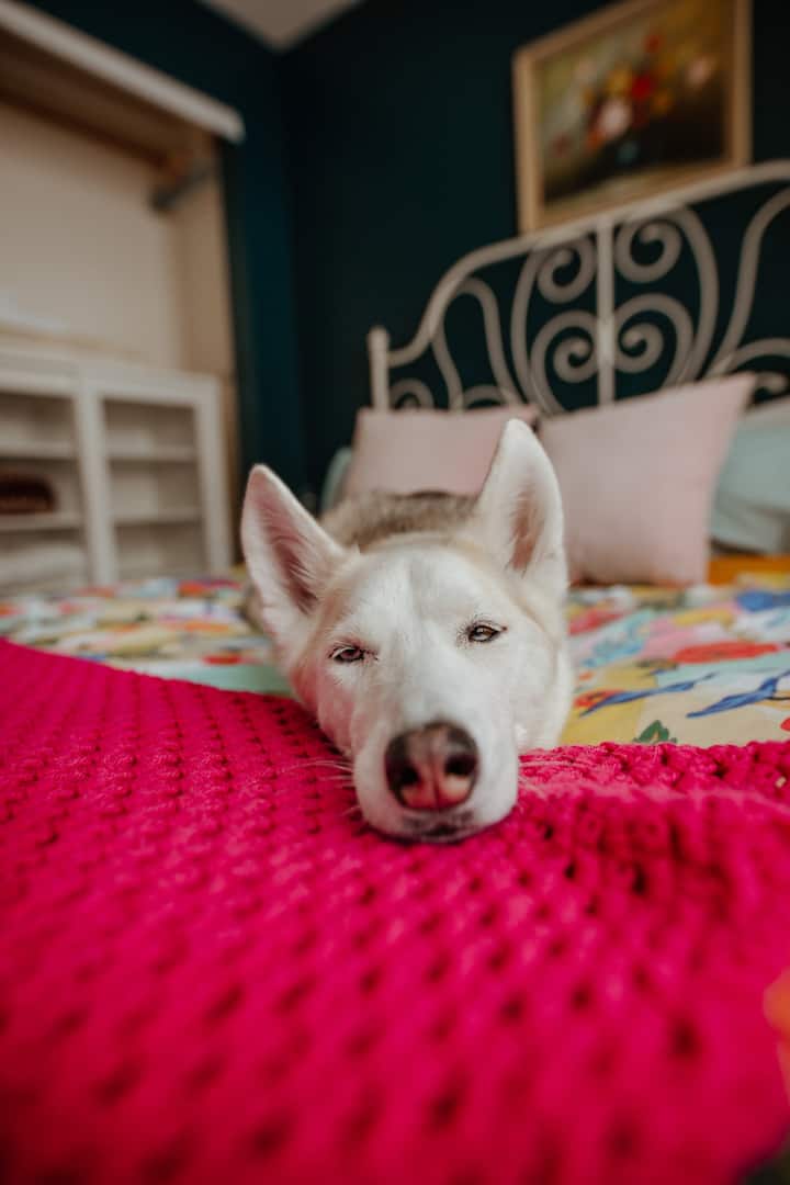 We dare you to find a dog friendlier place to relax with your favourite child.

Image via @thenorthernimage