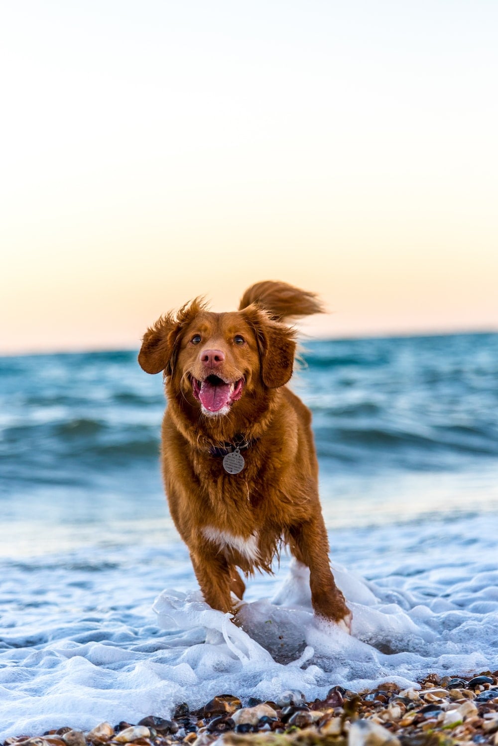 A playful dog stands in shallow water at the beach, with waves gently lapping at its paws. The dog is partially splashed by the water, against a backdrop of soft ocean waves and a colorful sky during sunset.