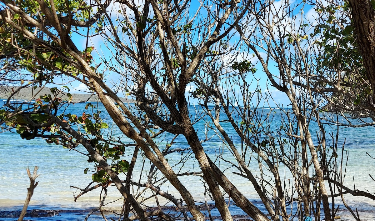 Bare branches and foliage frame a view of the calm sea. The water’s surface reflects shades of blue, while gentle waves lap at the shore. The sky above is clear with a few wispy clouds, creating a serene coastal atmosphere.