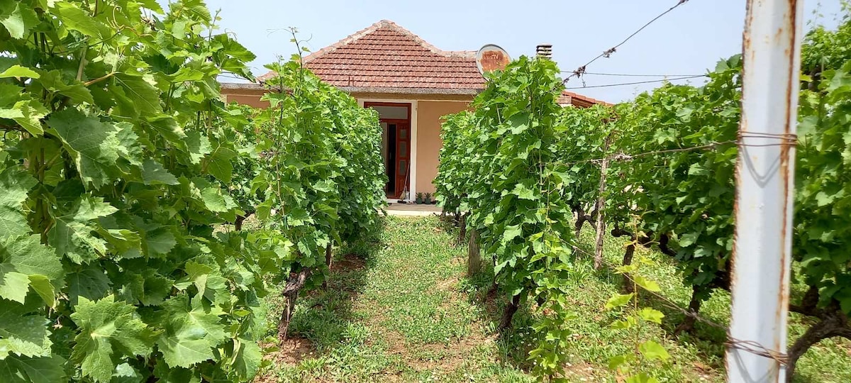Rows of green grapevines line a path leading to a modest house with a red door and terracotta roof. Verdant grass surrounds the entrance, framed by the lush foliage of the vineyard, creating a serene and inviting outdoor space.