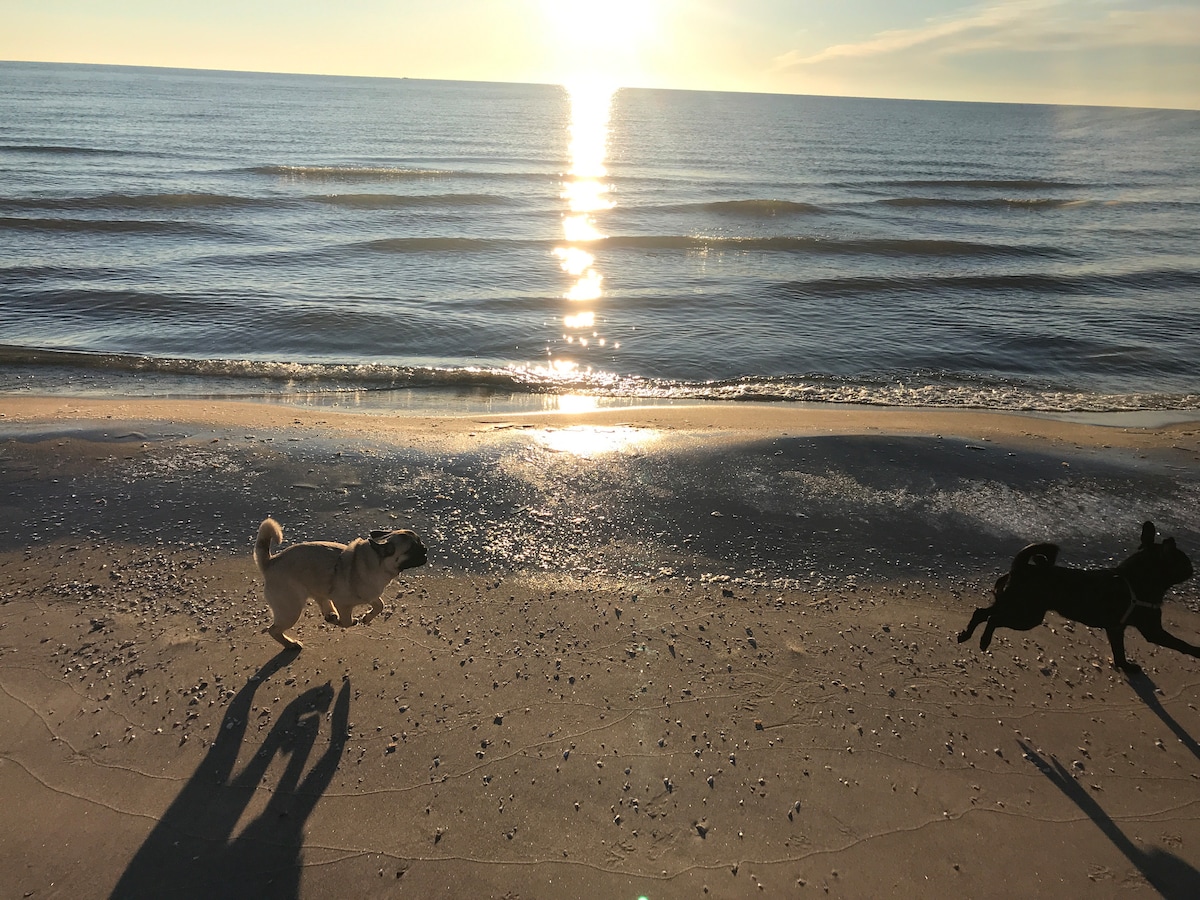 A serene beach scene features two dogs running along the shoreline, their shadows stretching across the wet sand. The calm waves reflect sunlight, creating a shimmering effect on the water. A clear sky complements the tranquil setting.