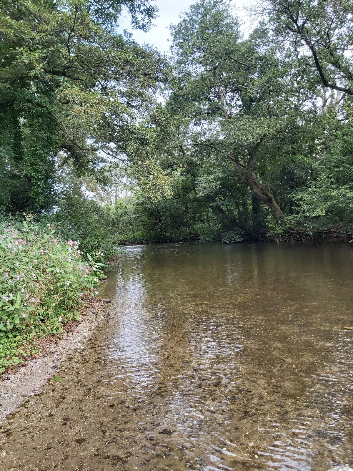 A calm river flows gently through a lush, green landscape. Verdant trees line the banks, creating a canopy overhead. The water reflects the surrounding vegetation, and small pebbles are visible beneath the shallow surface. Wildflowers border the riverbank, adding natural beauty to the scene.
