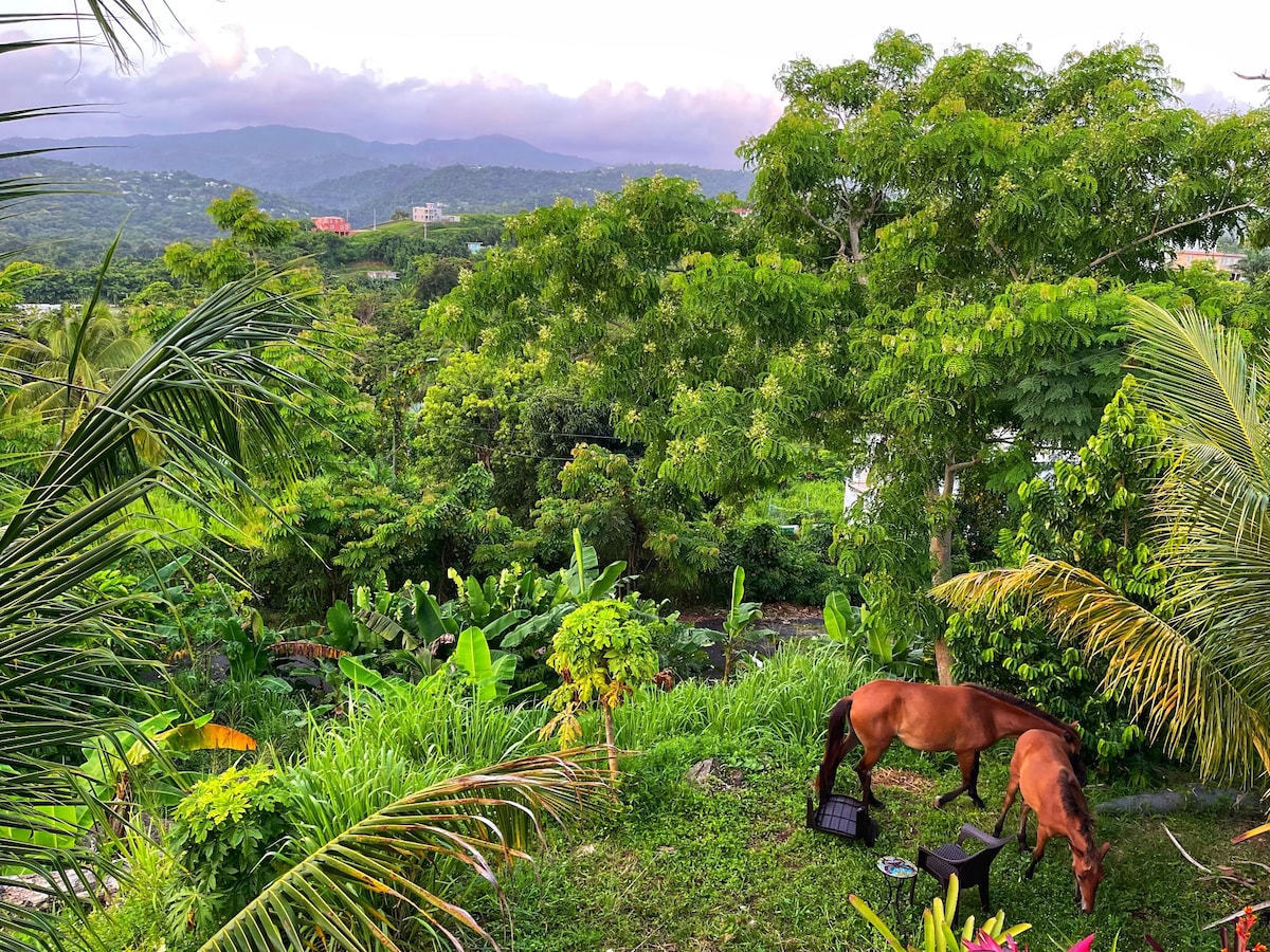 A lush green landscape is depicted, featuring tall trees and various tropical plants. Two horses are seen grazing peacefully, surrounded by vibrant foliage. The distant hills add depth to the scene, creating a serene atmosphere characteristic of the rainforest environment.