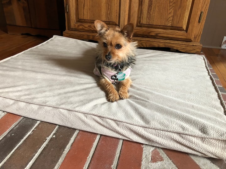 Perspectiva:  esta cama para perros está siendo modelada por Buddy, que mide 13pulgadas de altura hasta la punta de sus orejas, y pesa 8 libras.  Parece más grande en esta foto de lo que realmente es.