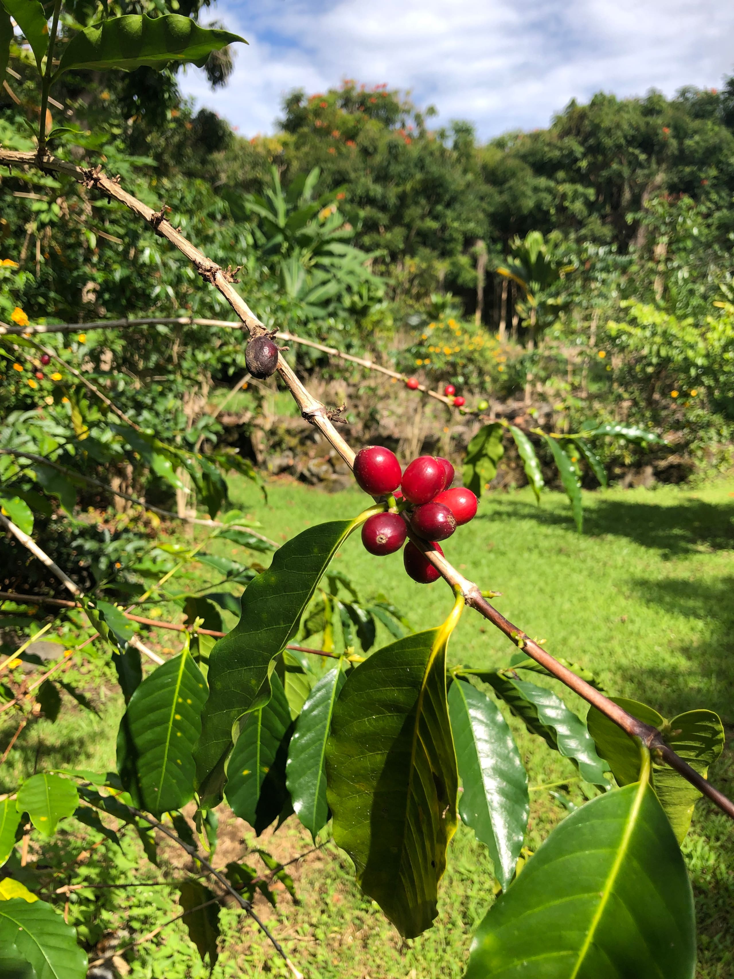 Io’s Nest- studio on a coffee farm with ocean view - Image 16