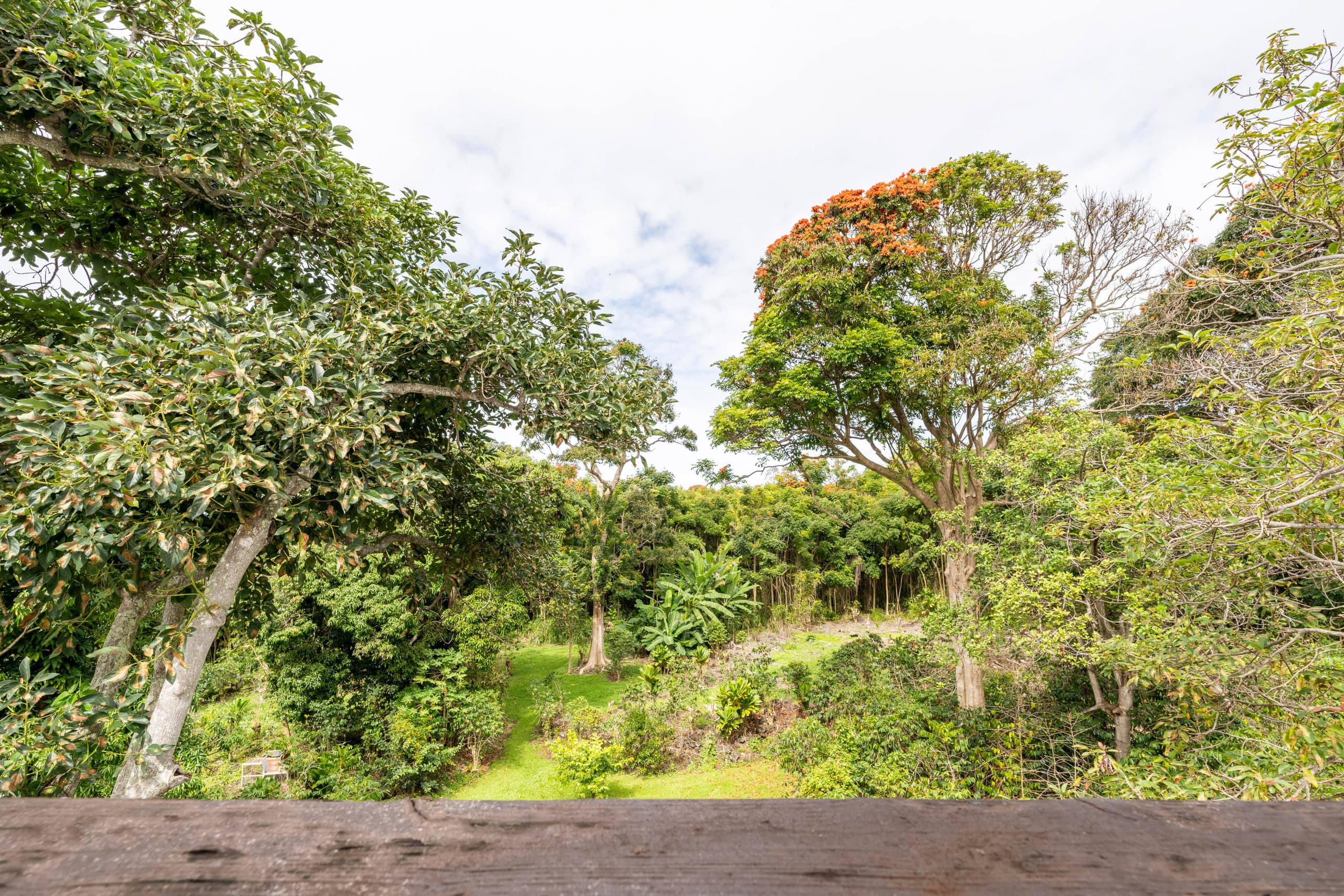 Io’s Nest- studio on a coffee farm with ocean view - Image 31