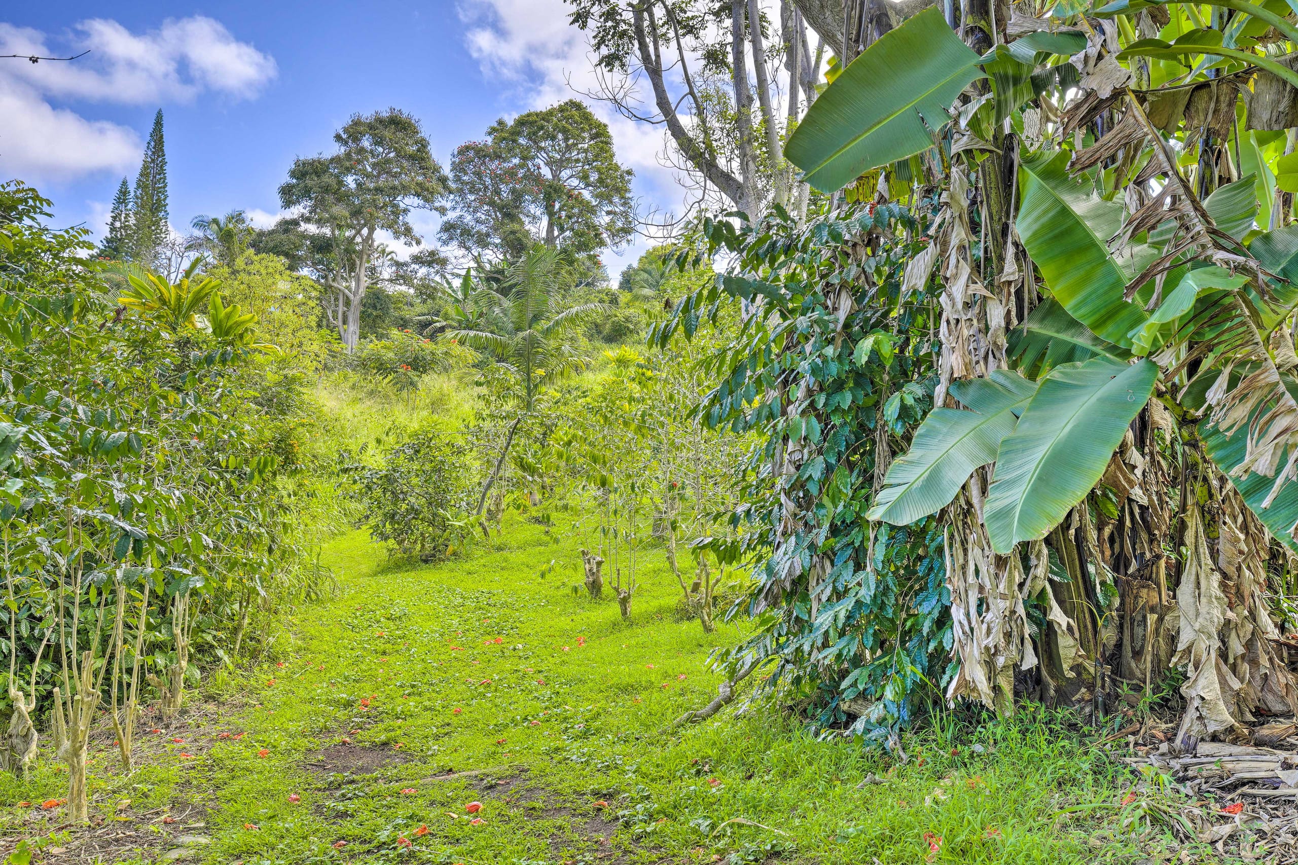 Studio on coffee farm with ocean view lanai - Photo 15