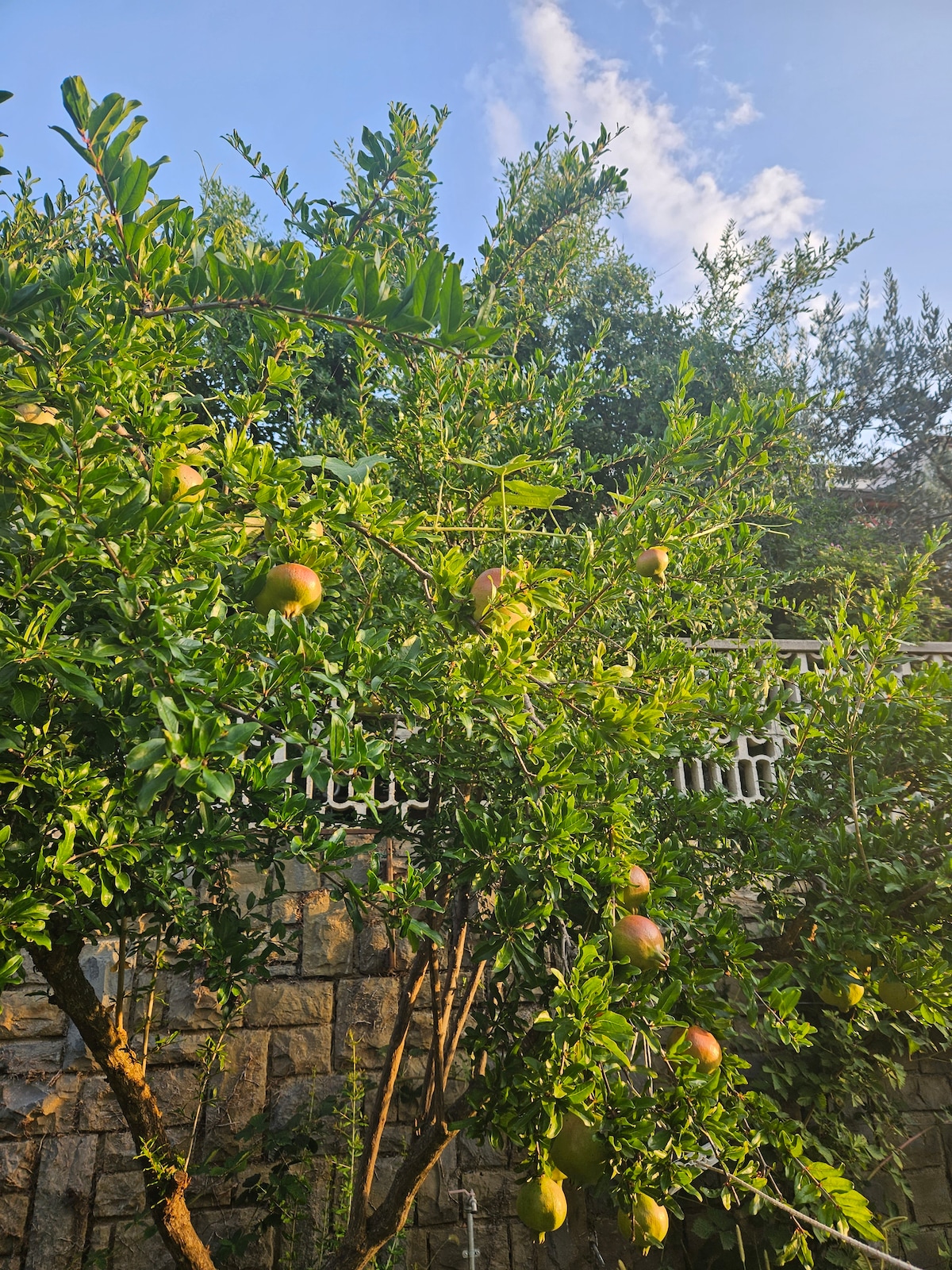 Pomegranate tree