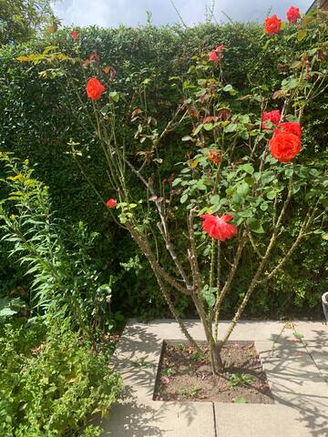 Beautiful townhouse in Copenhagen gallery image 3