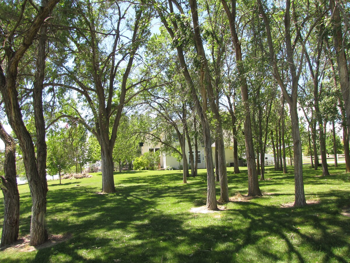 A lush green yard is surrounded by tall trees, offering shaded areas throughout the space. A yellow building is visible in the background, partially obscured by the foliage. The ground is coated in soft grass, creating a serene and inviting environment.
