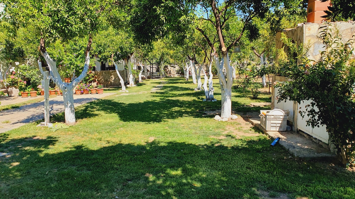 A lush garden area features neatly trimmed grass bordered by trees with white trunks. Flowering plants are placed along the pathways, creating an inviting outdoor space. Sunlight filters through the leaves, enhancing the greenery of the environment.