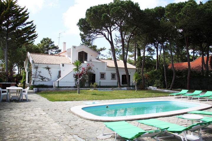 IN A PINEWOOD NEAR THE SEA gallery image 5