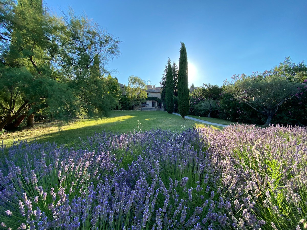 A lush garden is highlighted by vibrant lavender plants in full bloom, with their delicate purple flowers stretching across the foreground. In the background, trees and greenery frame a charming house, softly illuminated by the afternoon sun.