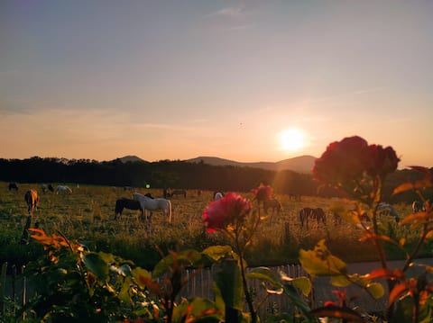 Right in the Siebengebirge Natural Park