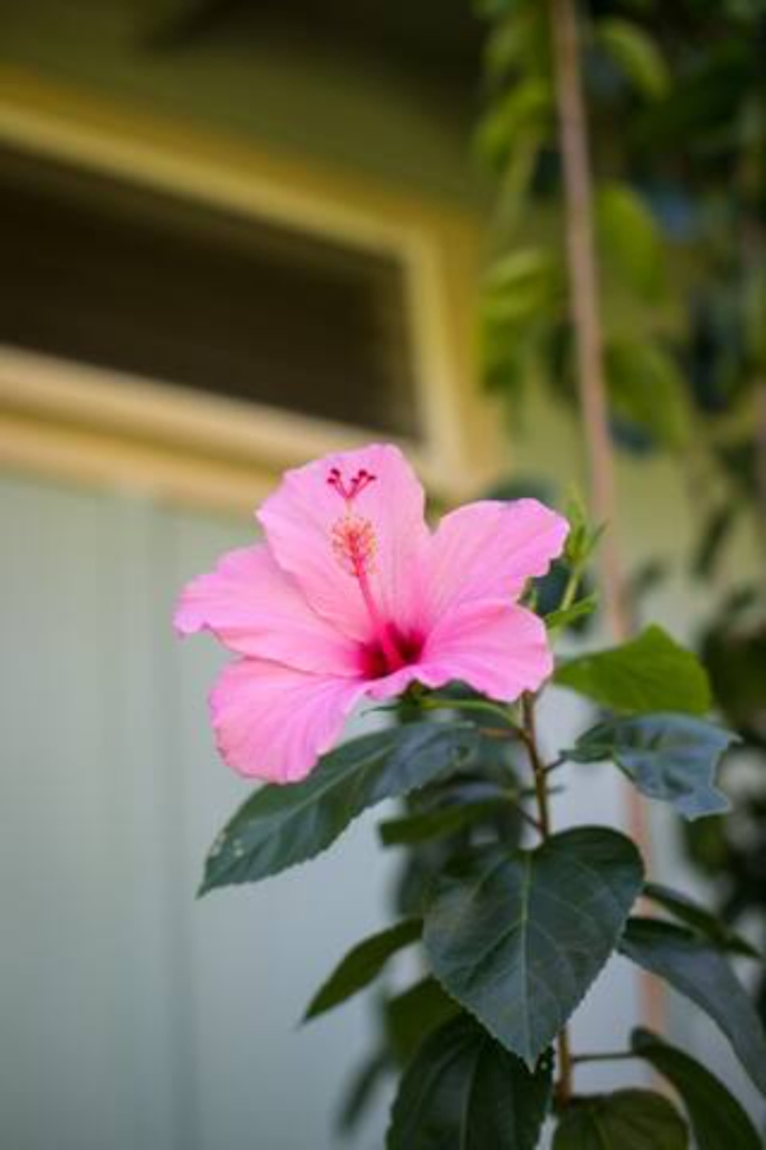 Home in Princeville · ★4.95 · 1 bedroom · 1 bed · 1 private bath - Image 11