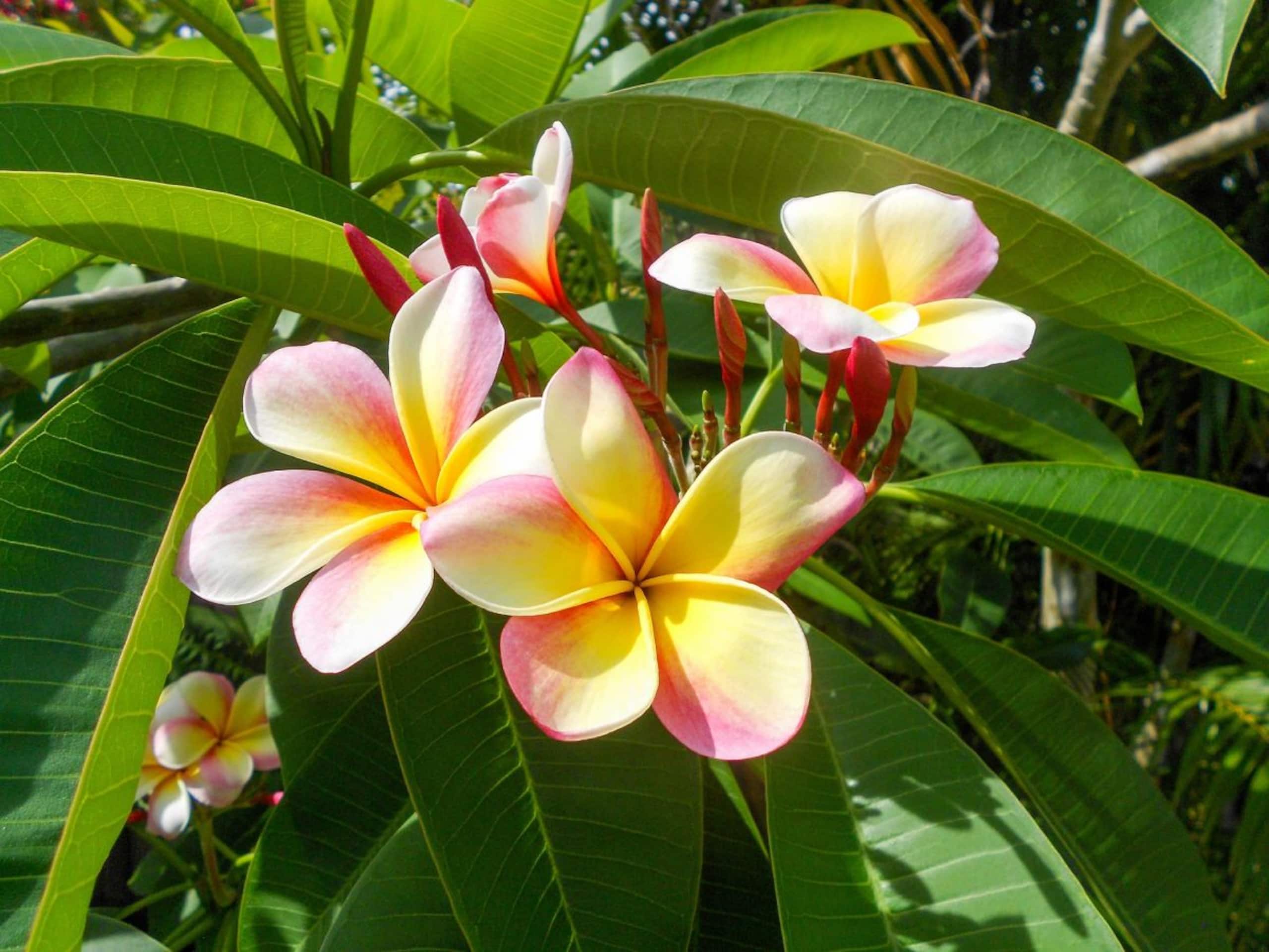 Condo in Kahuku · ★4.85 · 1 bedroom · 1 bed · 2 private baths - Image 19