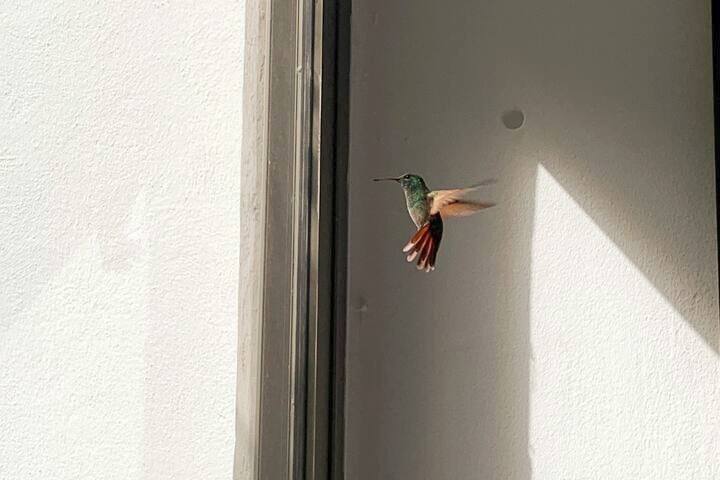 Next to Bosque de Chapultepec, exclusive. gallery image 4