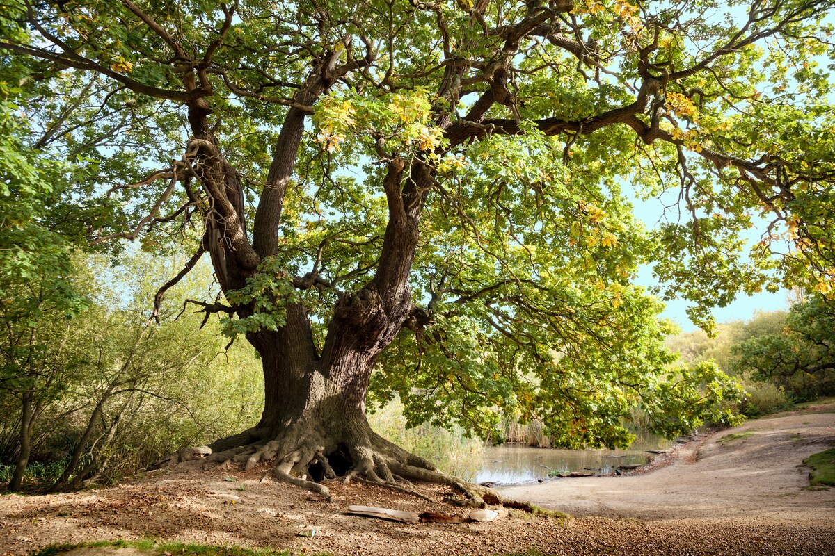 A large, mature tree with a broad trunk and expansive branches is depicted, surrounded by a natural landscape. Bright green leaves are visible, suggesting seasonal change. A calm body of water can be seen in the background, contributing to the tranquil environment.