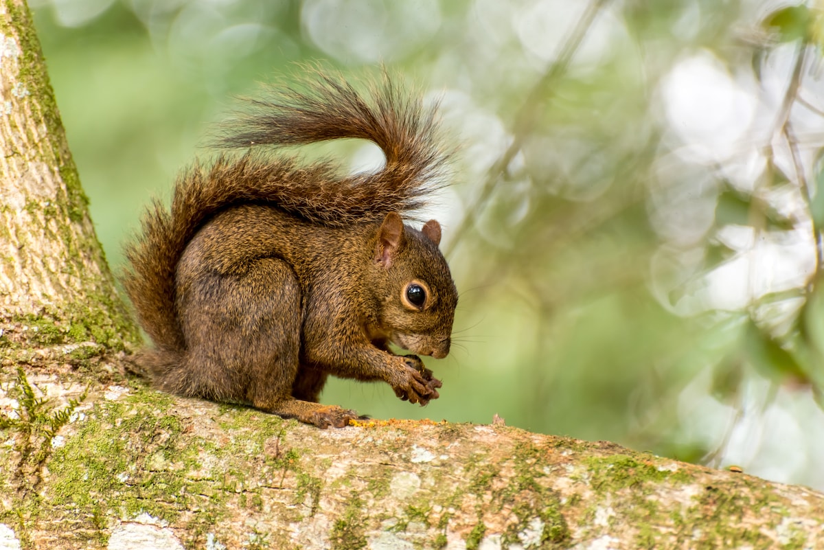 A small squirrel sits on a textured tree branch, its fur displaying rich brown tones. The creature holds a nut in its paws, with a bushy tail curled behind. The background features soft, blurred greenery, offering a natural and serene setting.