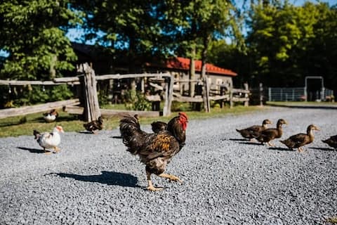 Tranquility Acres GuestHouse with Hot Tub & Sauna