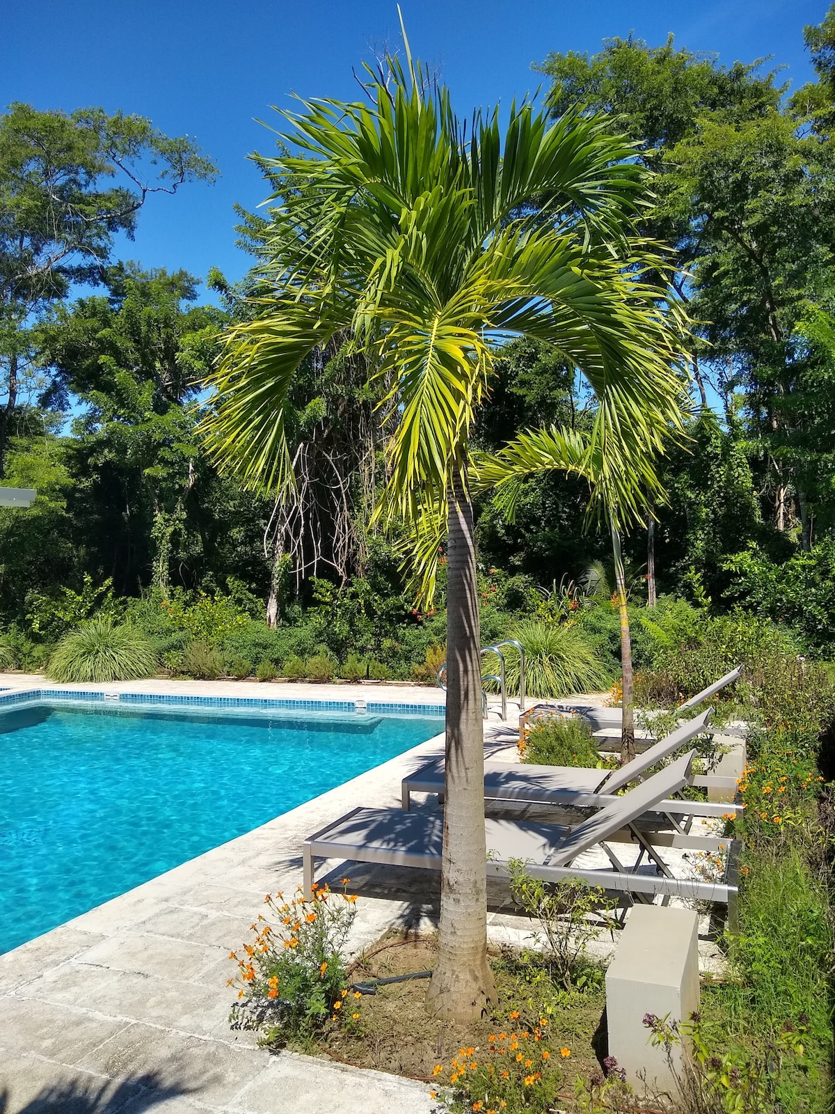 A palm tree stands beside a clear blue pool, surrounded by lush greenery. Sunlight filters through the leaves, casting gentle shadows on the pool deck. Lounge chairs are positioned nearby, creating a serene outdoor space for relaxation.