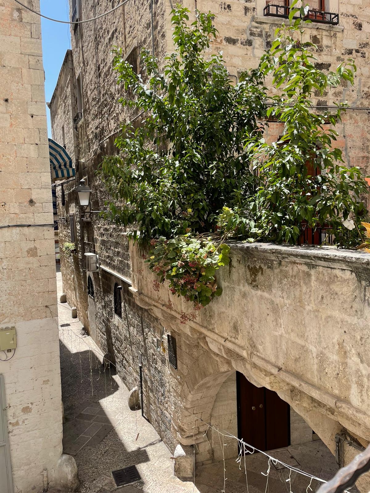 A narrow alleyway is framed by ancient stone buildings, showcasing textured walls and wooden doors. Lush greenery cascades over a low stone wall, adding a touch of nature. The sunlight casts gentle shadows, highlighting the details of the surrounding architecture.