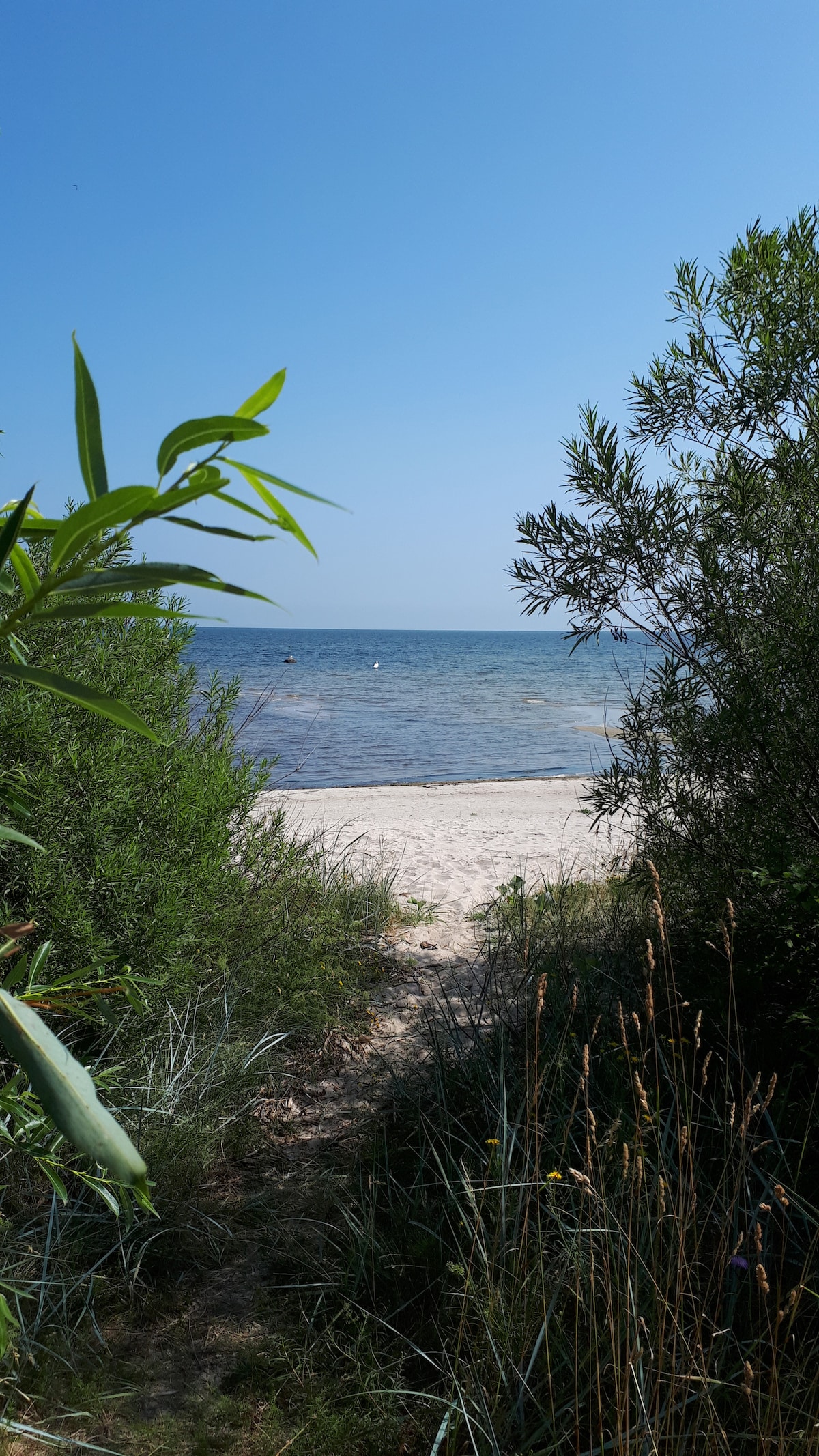 A serene beach scene is framed by lush greenery, with gentle waves visible on the water's surface. Soft sand leads to the calm sea, inviting relaxation and exploration. The clear sky above suggests a warm and sunny day, perfect for outdoor activities.