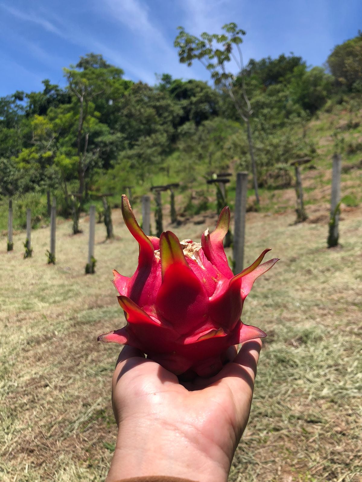 A hand holds a ripe dragon fruit with vibrant pink skin and green-tipped spikes, set against a backdrop of lush greenery and a hillside dotted with young trees. The scene captures a connection to nature and the agricultural setting of the area.
