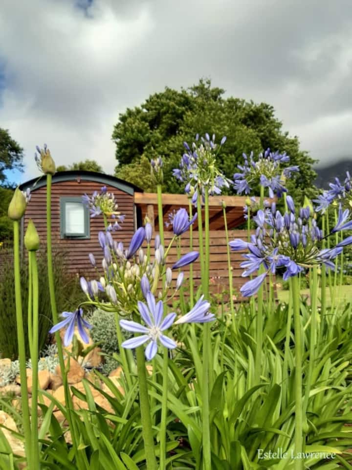 Shepherds Hut surrounded by apple orchards