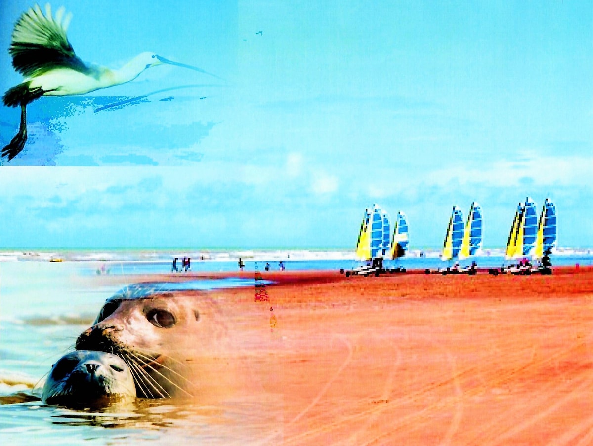 The image features a sandy beach with several colorful sailboats lined up along the water. In the foreground, two seals are partially submerged, while a white bird is depicted in flight above the scene. The sky is bright and clear.