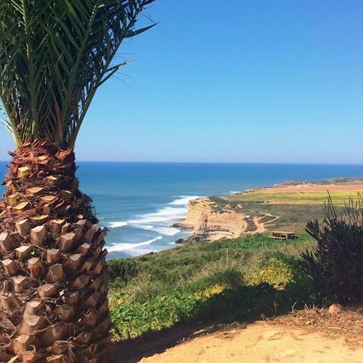 The image captures a coastal view featuring a palm tree in the foreground. The ocean meets the rugged cliffs, with gentle waves lapping against the shore. A clear blue sky complements the scene, highlighting the natural beauty of the coastline.