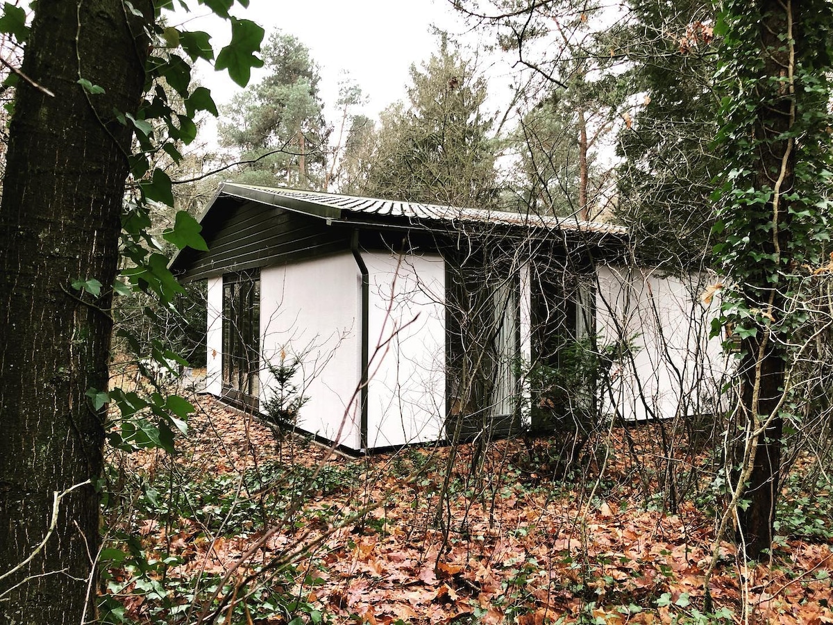 A modern holiday home is nestled among lush greenery and fallen leaves, surrounded by trees. The exterior features large white walls and a flat roof, blending into the natural landscape.