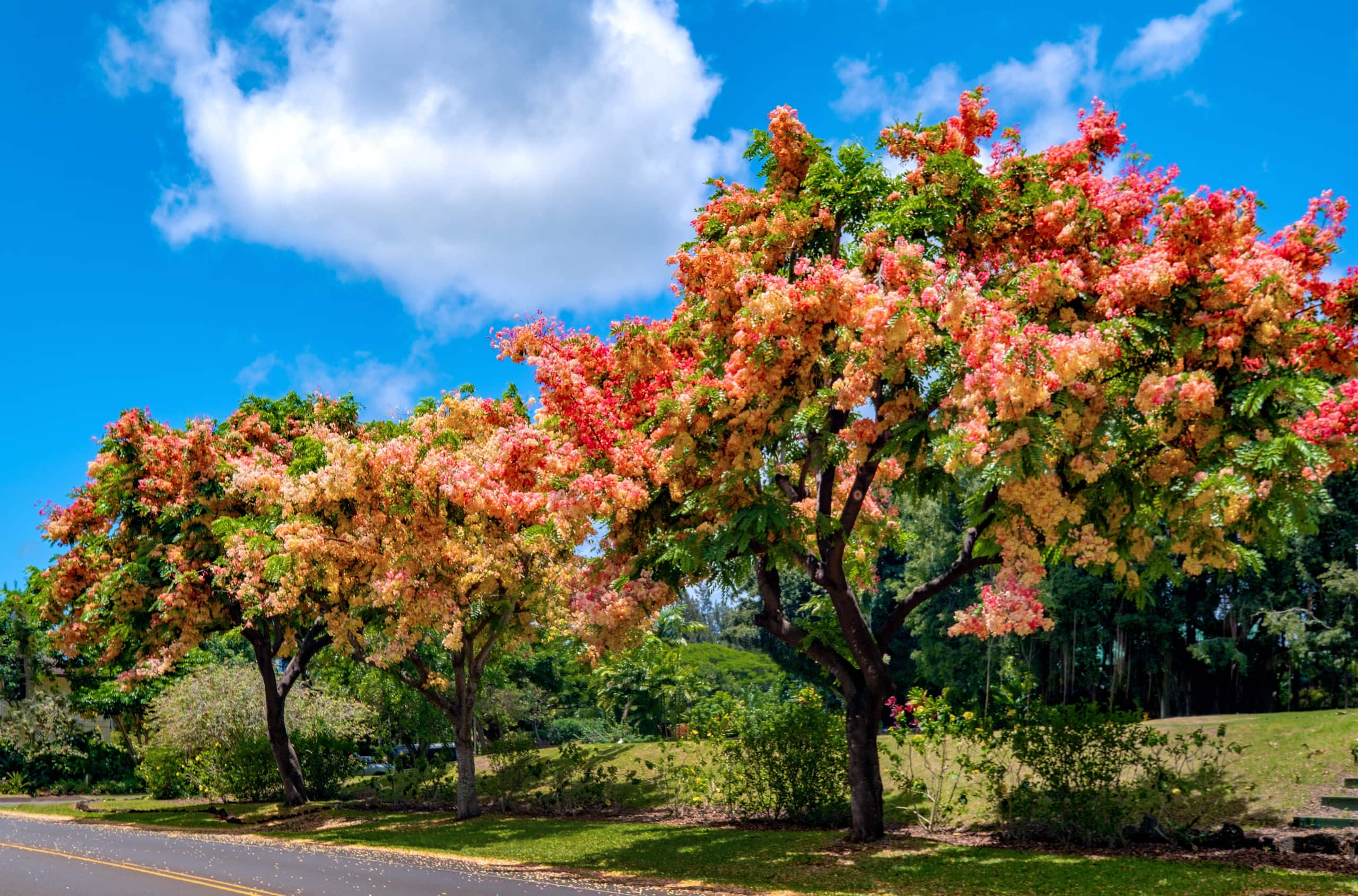 Condo in Koloa · ★4.9 · 2 bedrooms · 5 beds · 2 private baths - Image 49