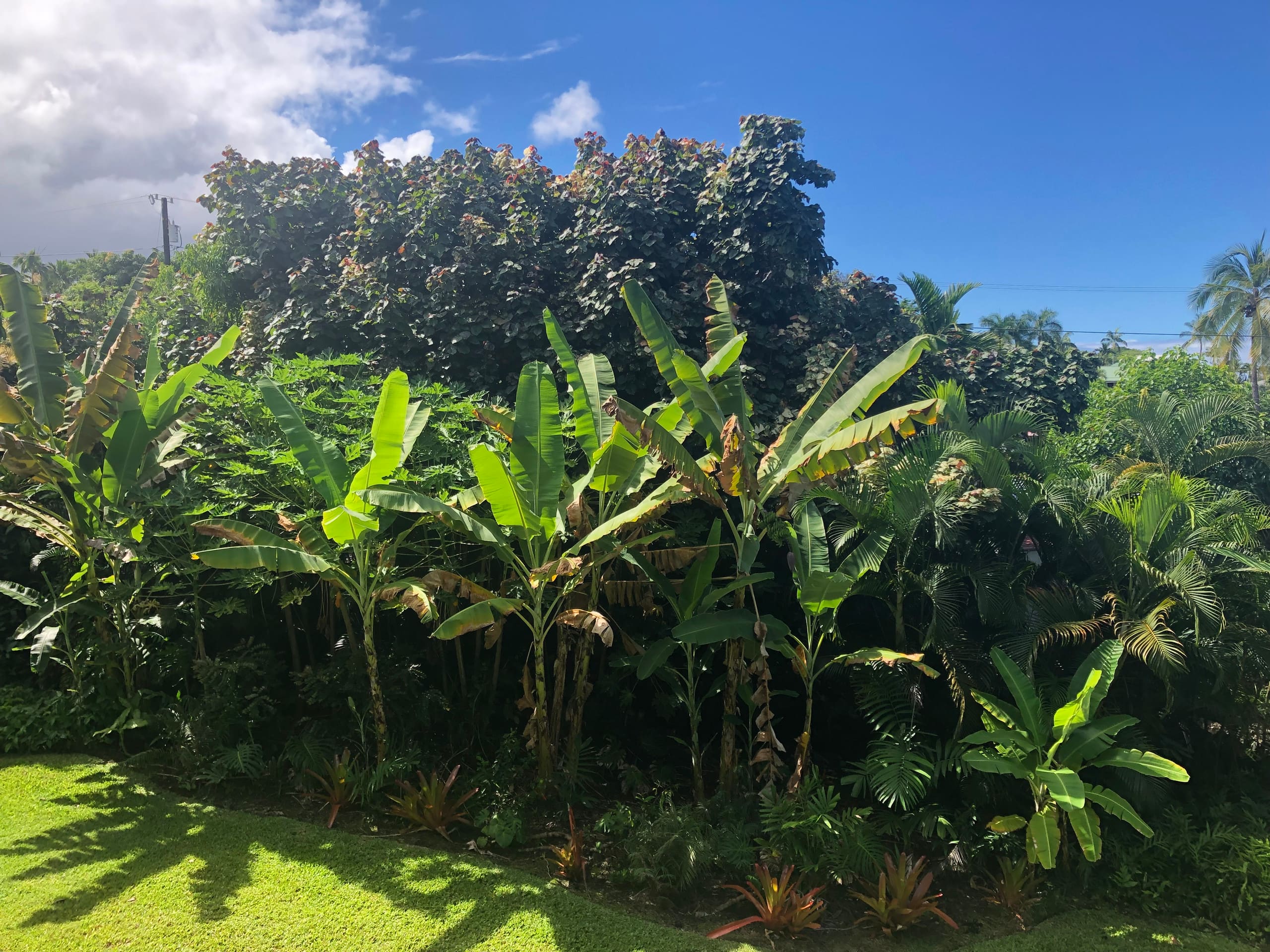 Condo in Kailua-Kona · ★4.99 · 2 bedrooms · 4 beds · 2 private baths - Image 21