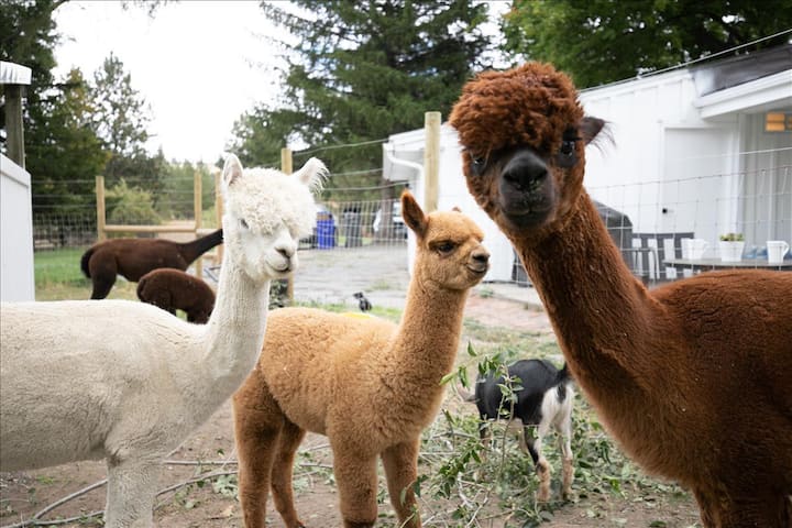 Cute&Cozy Alpaca&Goat Farm minutes from the city