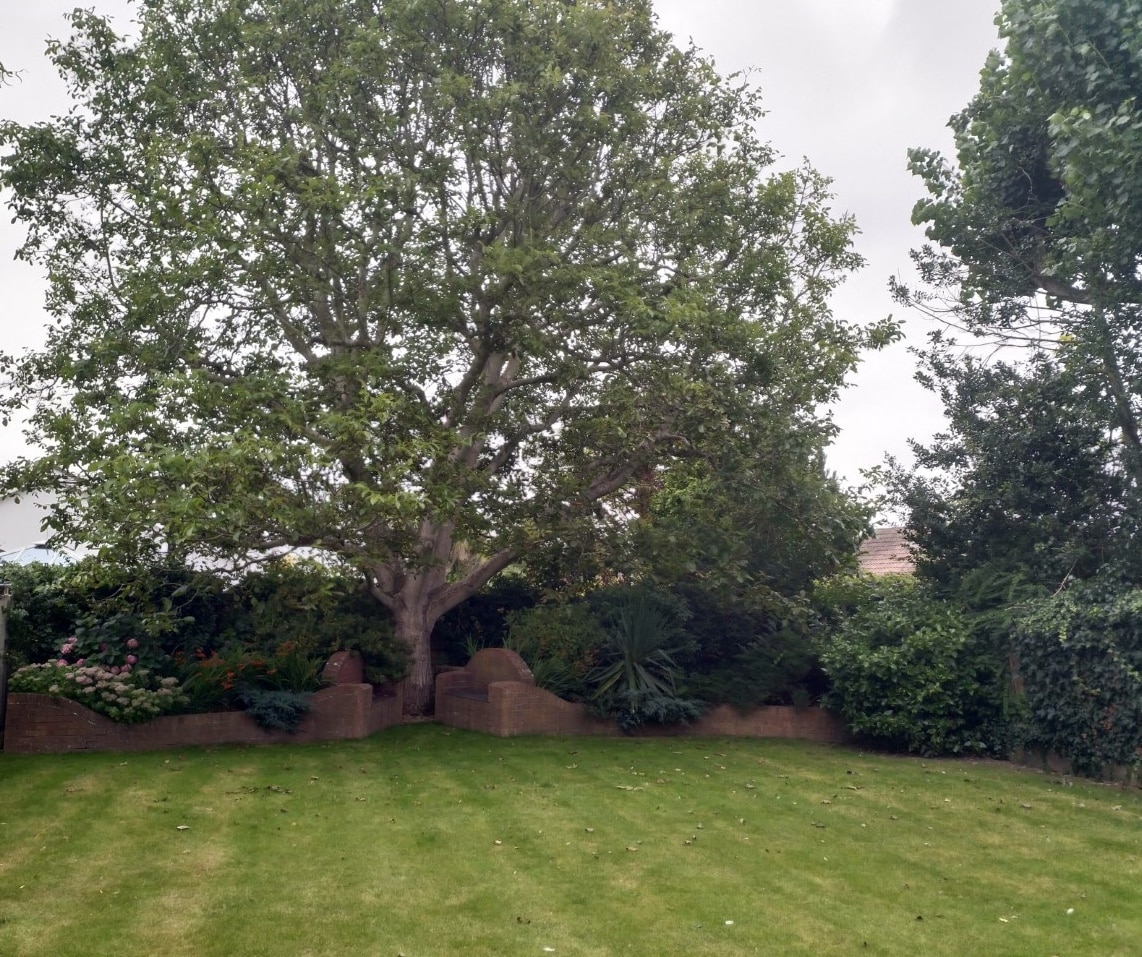 A well-maintained garden features a large tree providing shade and greenery. Surrounding plants and shrubs add depth to the space, while neatly mowed grass complements the natural landscape.