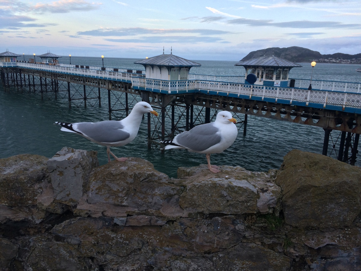 Two seagulls perch on a stone wall, overlooking a scenic pier extending into the water. The structure features white railings and a roof, with several lights illuminating the area. A gentle wave pattern can be seen in the water, and a distant mountain rises along the coastline.