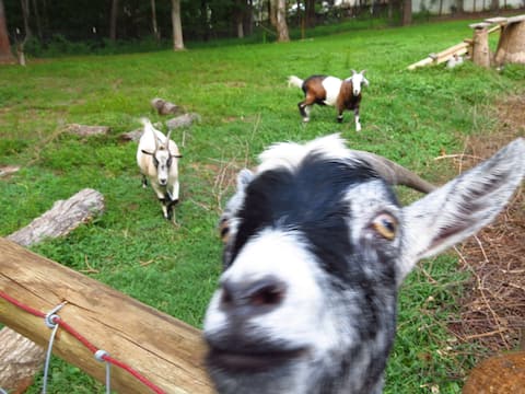 Goat Farm Guest Suite
