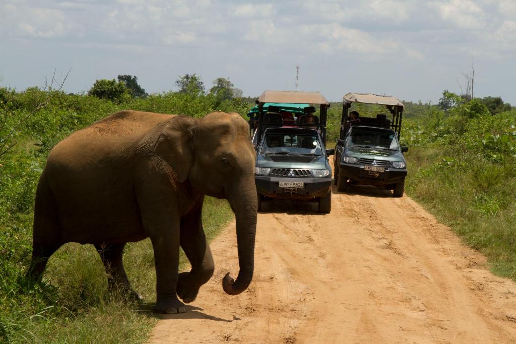 An elephant is seen walking along a dirt road, with two safari vehicles parked nearby. Lush green vegetation surrounds the area, while a clear sky is visible above. The scene captures the natural environment of wildlife exploration.