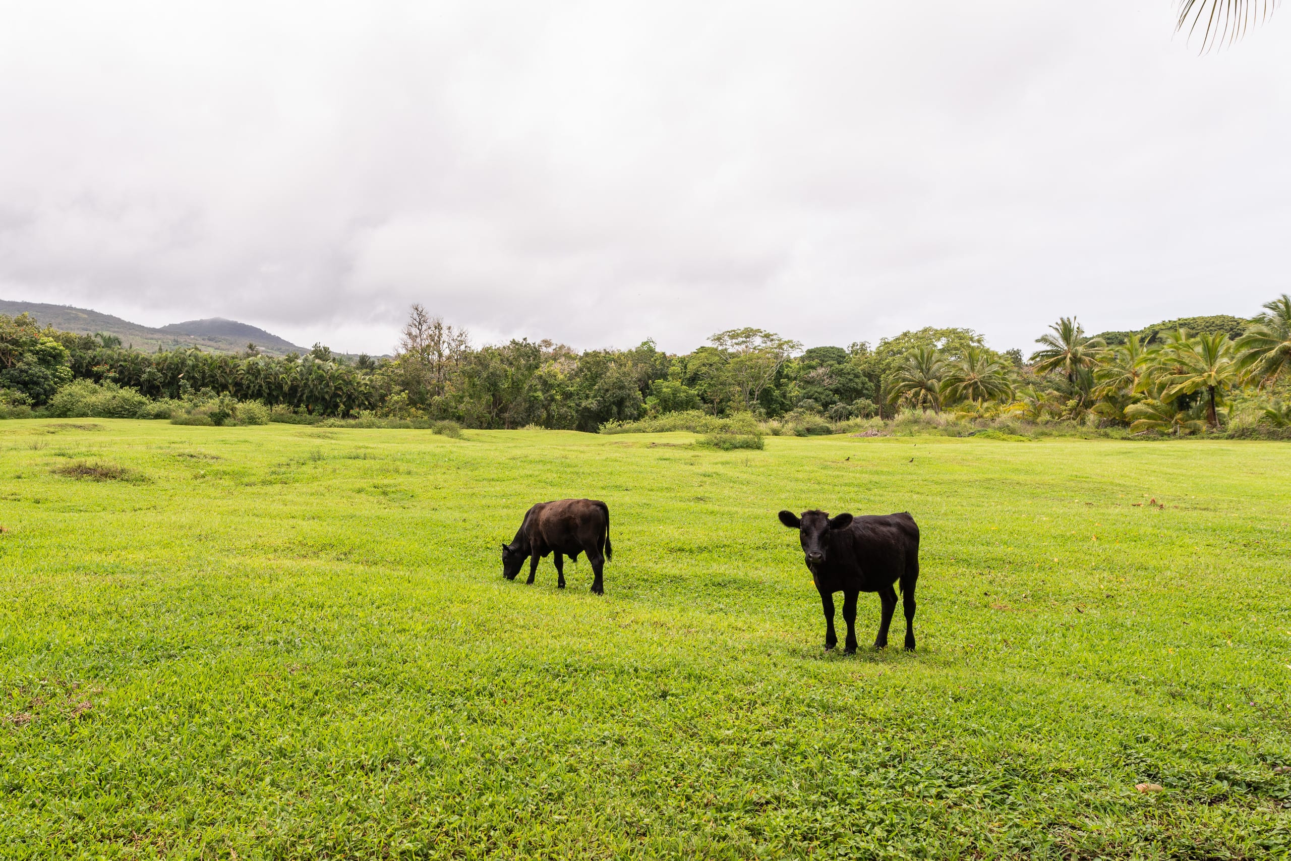 JJ’s Hāna Hale - Farm Style Cottage STHA2021/0001 - Photo 27