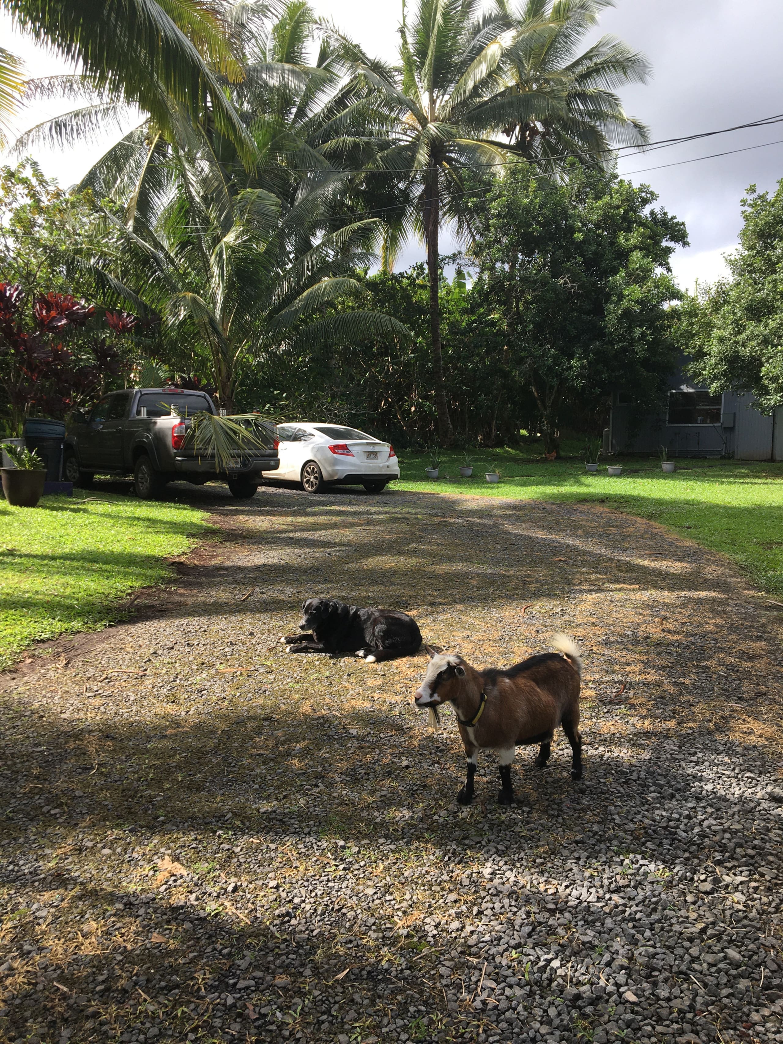 JJ’s Hāna Hale - Farm Style Cottage STHA2021/0001 - Photo 43