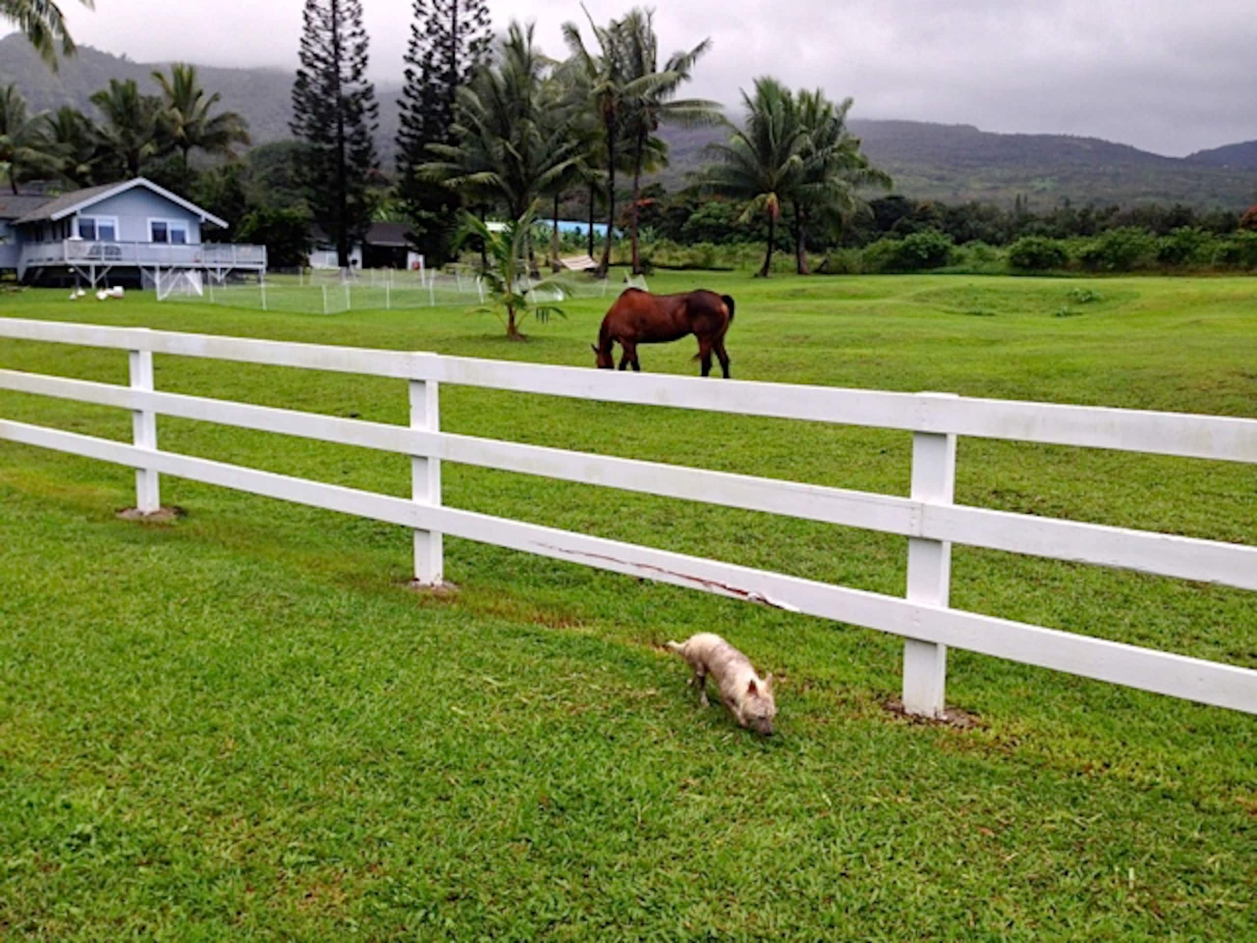 JJ’s Hāna Hale - Farm Style Cottage STHA2021/0001 - Photo 21