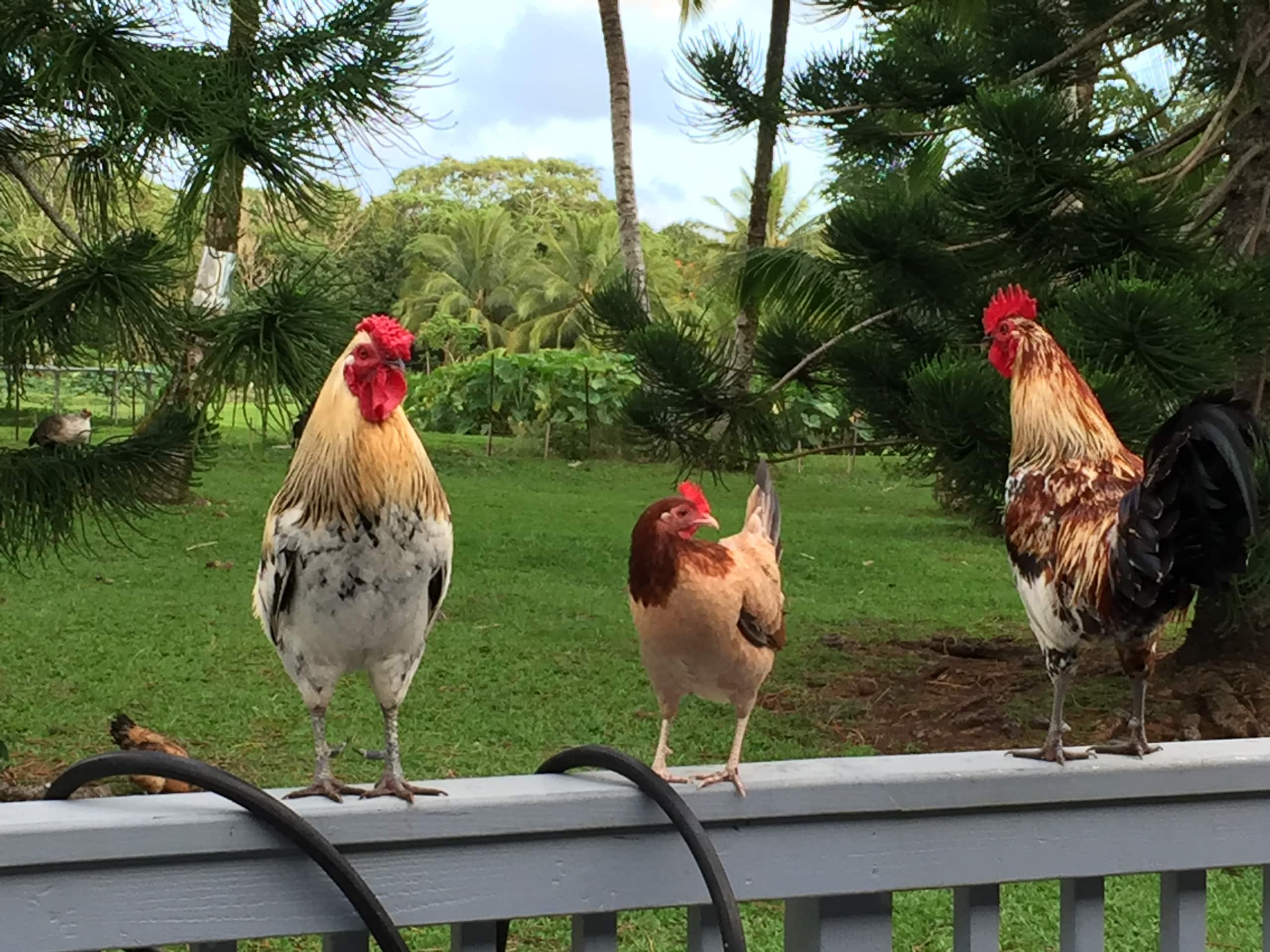 JJ’s Hāna Hale - Farm Style Cottage STHA2021/0001 - Photo 47