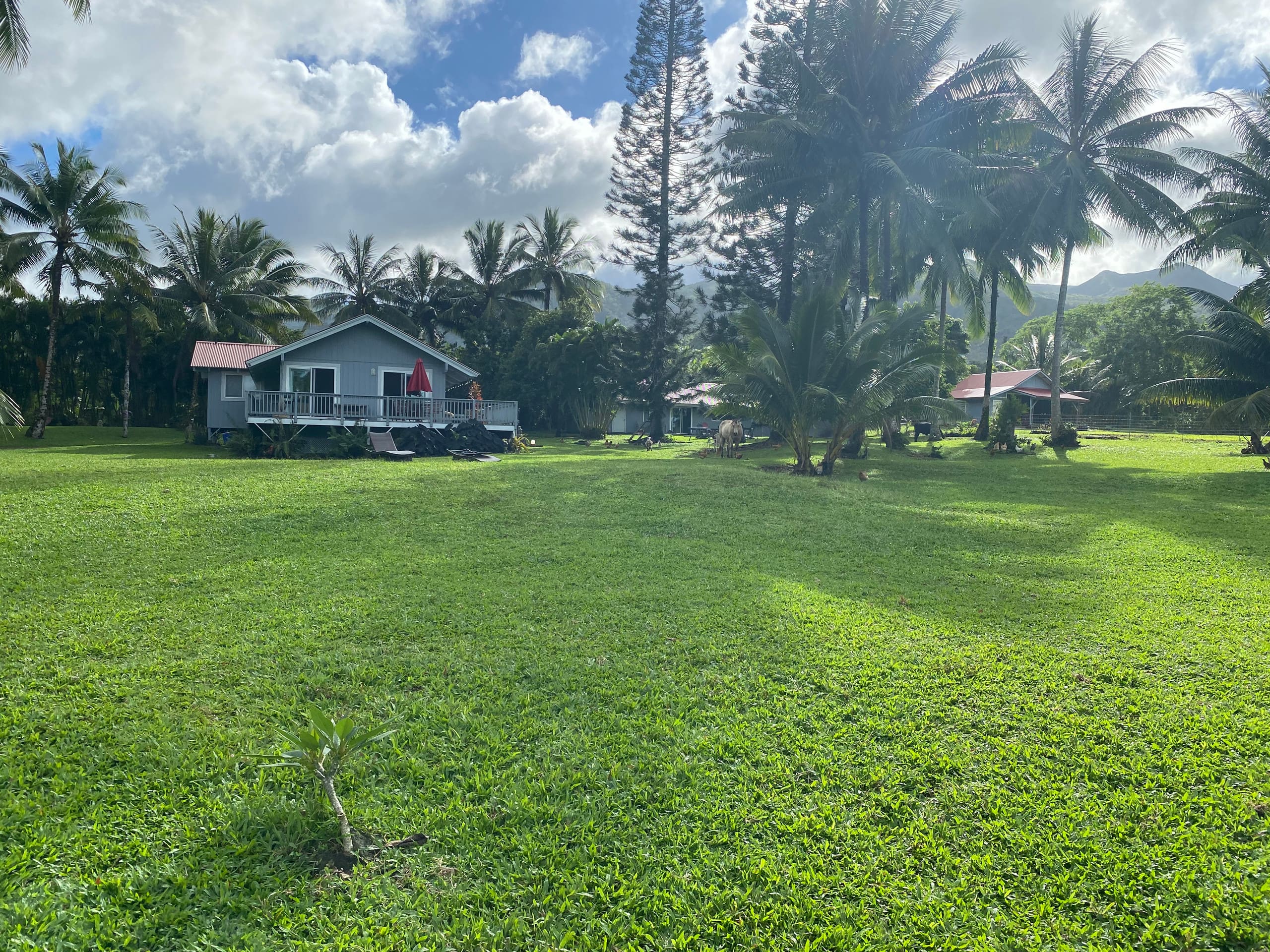 JJ’s Hāna Hale - Farm Style Cottage STHA2021/0001 - Photo 24