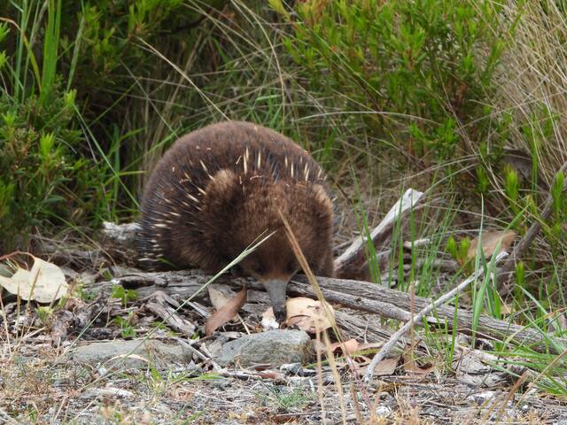 Gulkula2 Wildlife Retreat gallery image 5