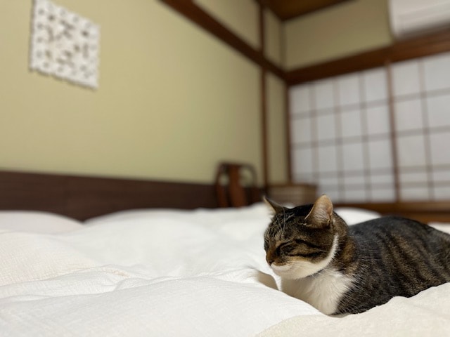 Има мачка во мојата гостинска куќа.
